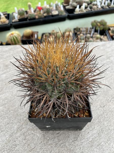 Ferocactus chrysacanthus